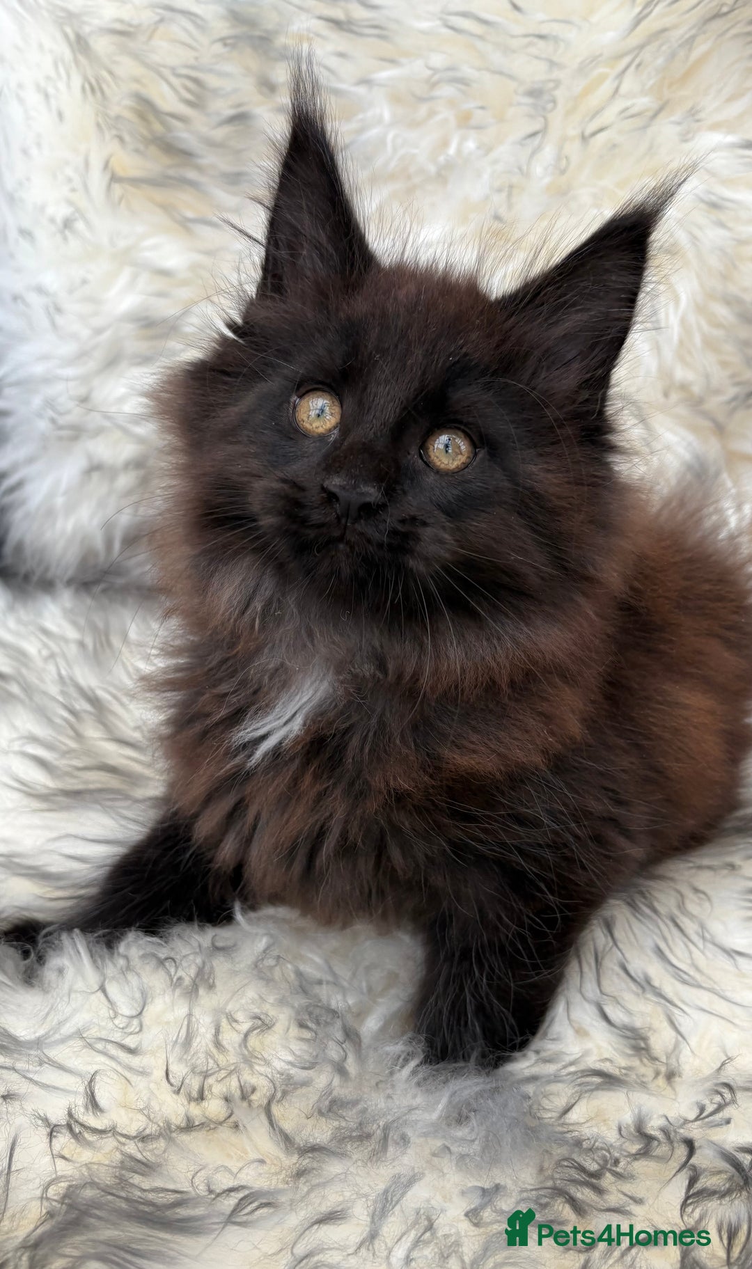 Maine Coon cats for sale: Maine Coon Kittens ❤️ GCCF and TICA registered  - Image 15