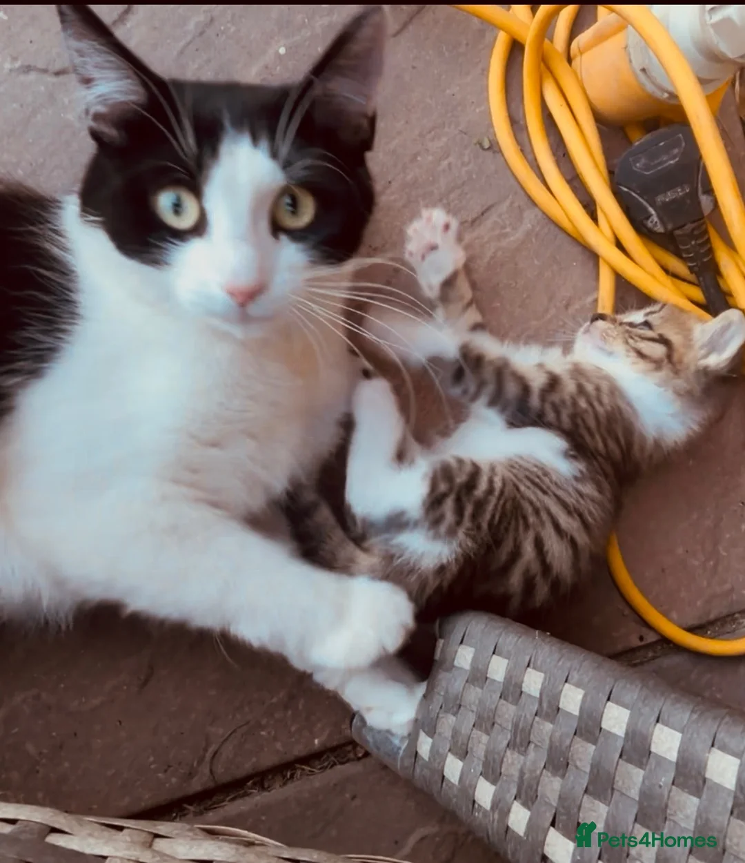 Mixed Breed cats for sale: Mixed breed bangle cross tabby girl  - Advert 3