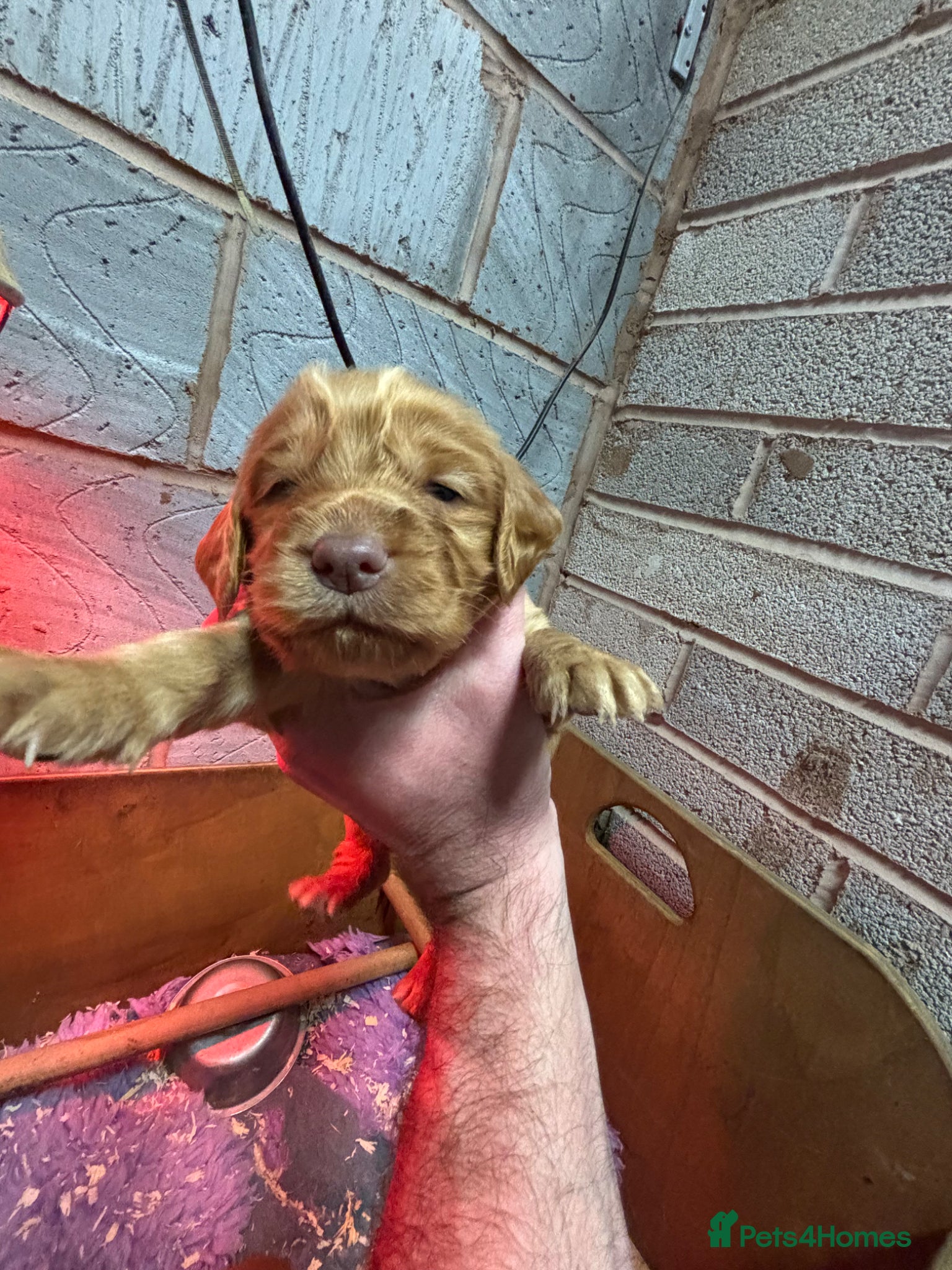 Cocker Spaniel dogs Champion Bred Working Cocker Spaniel Boys - Advert 1