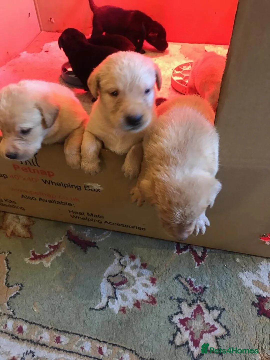 Labrador Retriever dogs for sale: Stunning Labrador pups for sale in Llangollen - Advert 2