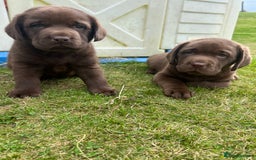 Labrador Retriever dogs for sale: Chunky Chocolate Labrador Puppies - Image 12