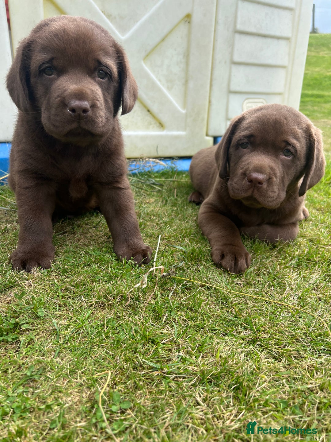 Labrador Retriever dogs for sale: Chunky Chocolate Labrador Puppies - Image 12
