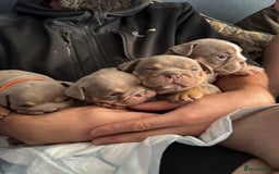 English Bulldog dogs for sale: 2 Lilac Tri english bulldogs - Advert 6