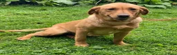 Labrador Retriever dogs for sale: 1st Class ⭐️⭐️⭐️⭐️⭐️ Licensed - Advert 3