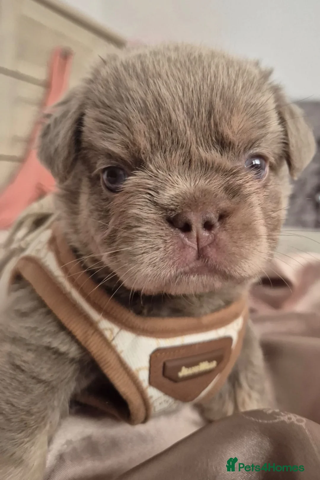 French Bulldog dogs for sale: French bull dogs  - Advert 1