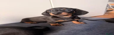 Miniature Dachshund 2