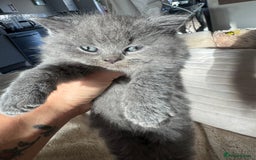 British Shorthair cats for sale: GCCF chunky blue British shorthair kittens😻🐾 - Image 8