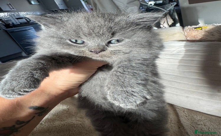 British Shorthair cats - Advert 1