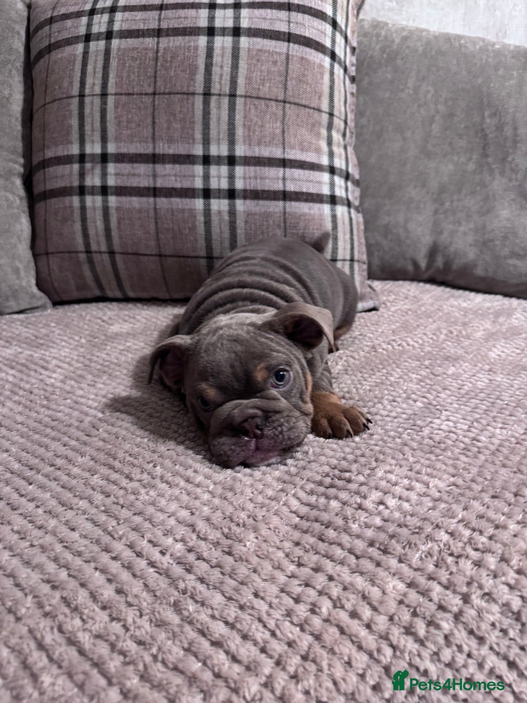 English Bulldog dogs for sale: Last little lady, English Bulldog  - Advert 22