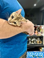 Bengal cats - Advert 5