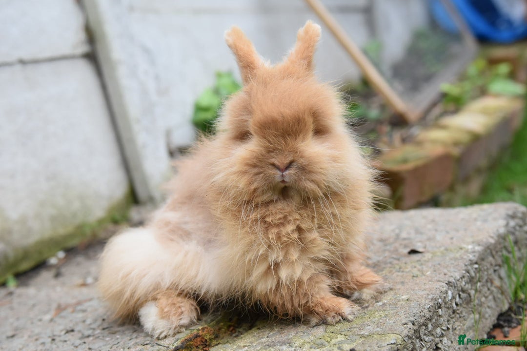 Mixed Breed rabbits for sale: Angora x Lionhead Female Looking For Home  - Image 9