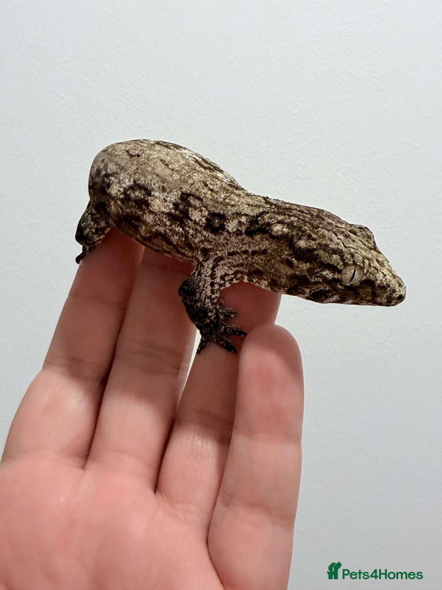 Gecko reptiles NEW CALEDONIAN GIANT GECKO JUNIORS  - Advert 1