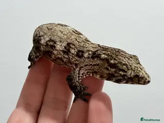 Gecko reptiles NEW CALEDONIAN GIANT GECKO JUNIORS - Advert 1
