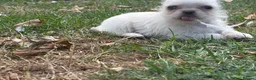 Mixed Breed dogs for sale: Super cute  chihuahua x  - Advert 9