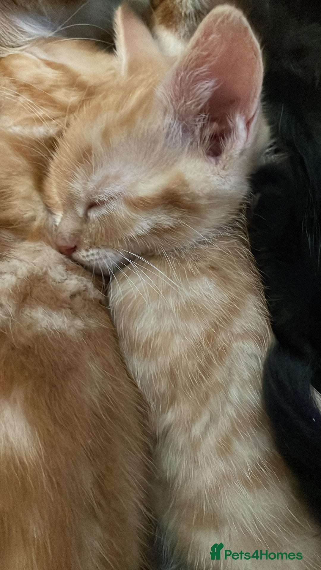Mixed Breed cats for sale: Cute Adorable Kittens for Sale - Image 8