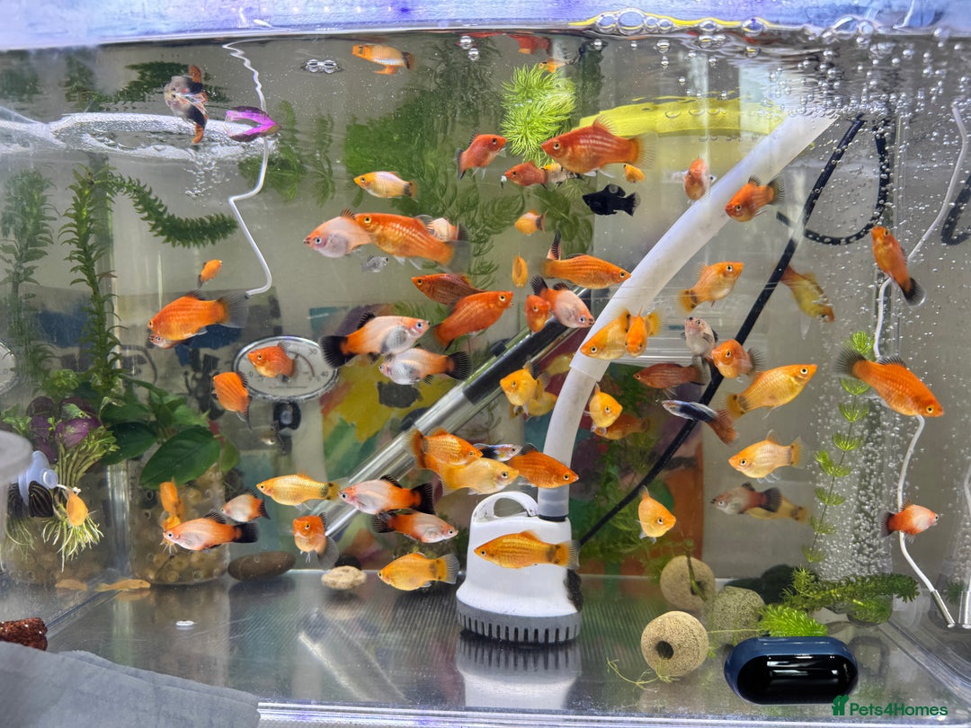 Platies fish for sale: Small platys for sale £1 each in Bromley - Image 11