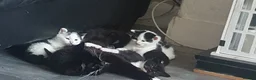 Mixed Breed cats for sale: Kittens needing forever homes - Advert 2