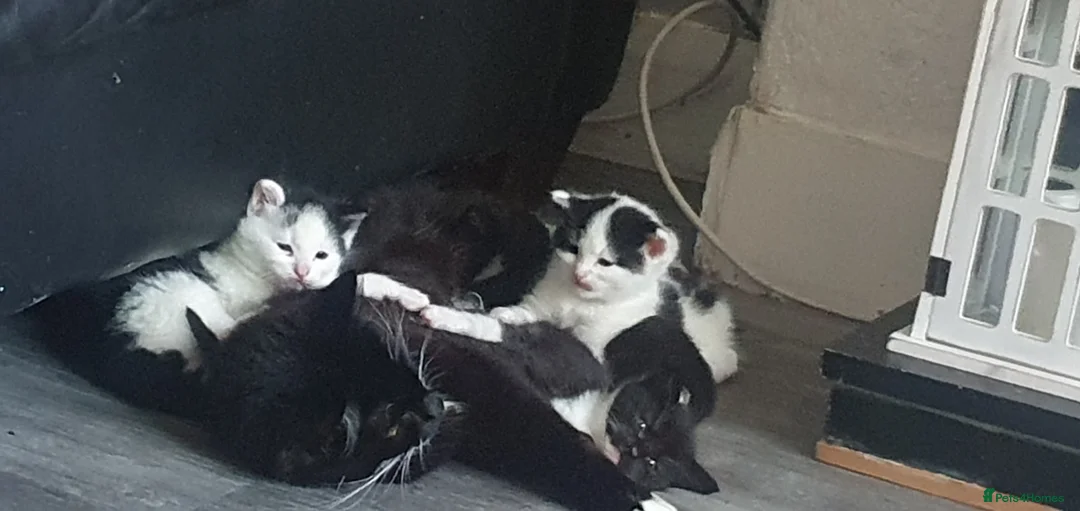 Mixed Breed cats for sale: Kittens needing forever homes - Advert 2