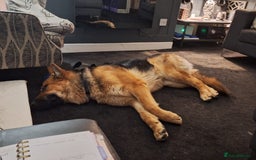 German Shepherd dogs for sale: 2 yr old male German shepherd  - Image 4