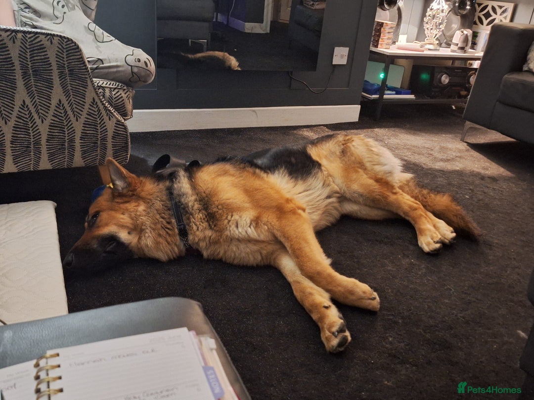 German Shepherd dogs for sale: 2 yr old male German shepherd  - Image 4