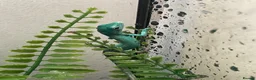 Lizard reptiles for sale: Green Keel-Bellied Lizard (Gastropholis prasina) in Bracknell - Advert 3