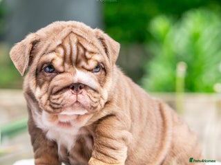 English Bulldog dogs in Castleford - Advert 4