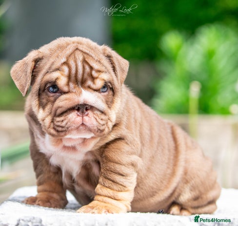 English Bulldog dogs in Castleford - Advert 9