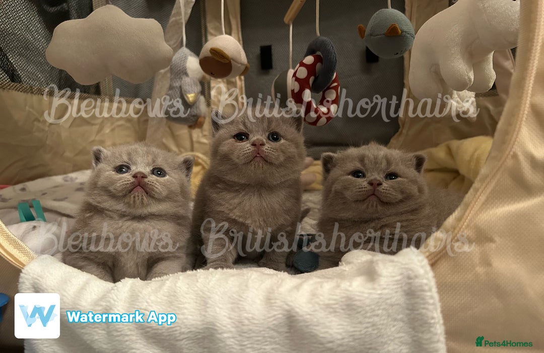 British Shorthair cats for sale: Gccf Bsh Lilac Babies - Image 7