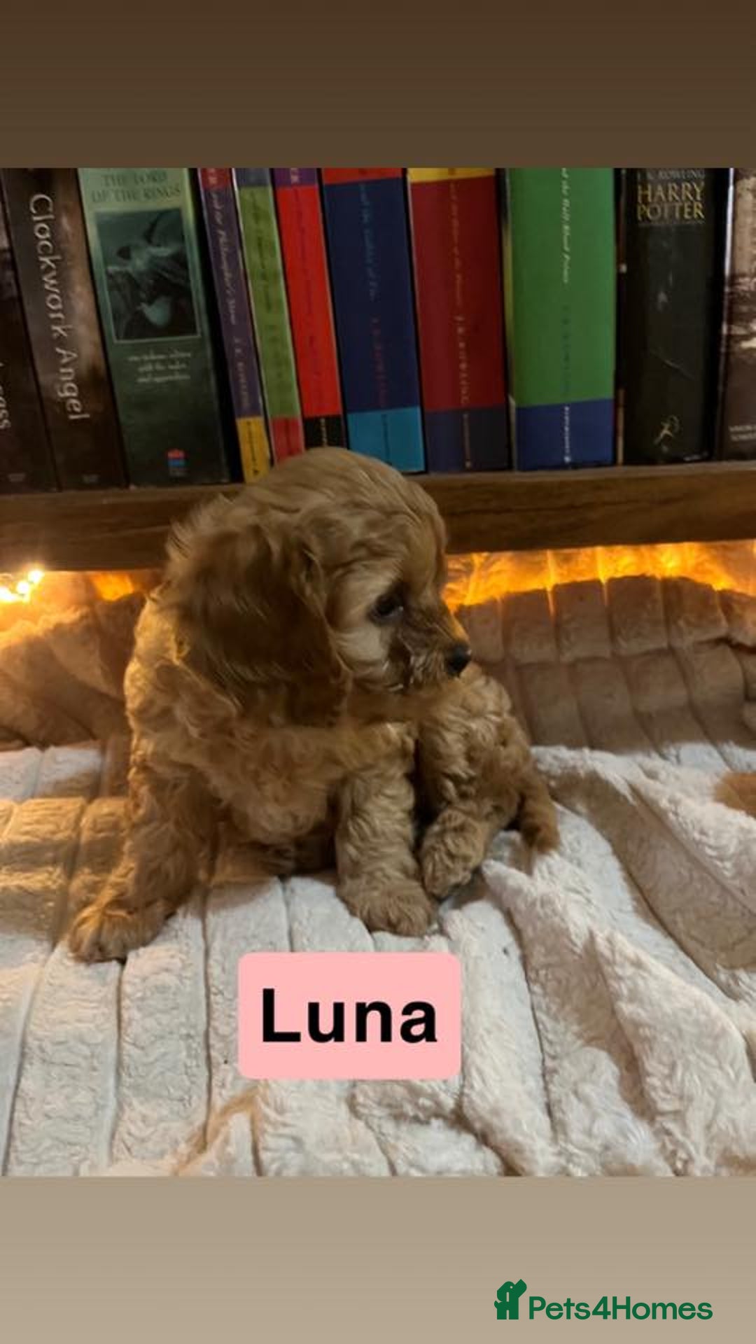 Cavapoo dogs for sale: Stunning Cavapoo Puppies - Advert 15