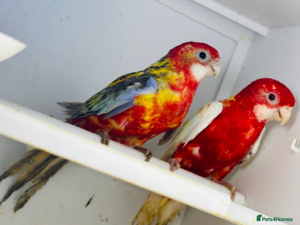Parakeets birds - Advert 2