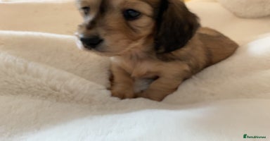 Miniature Dachshund dogs - Advert 16