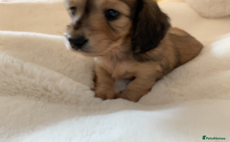 Miniature Dachshund dogs - Advert 8