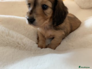 Miniature Dachshund dogs - Advert 4