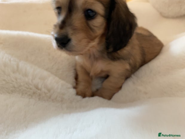 Miniature Dachshund dogs - Advert 8