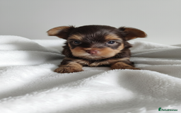 Yorkshire Terrier dogs for sale: Outstanding RARE Yorkshire terrier chocolate  - Image 1