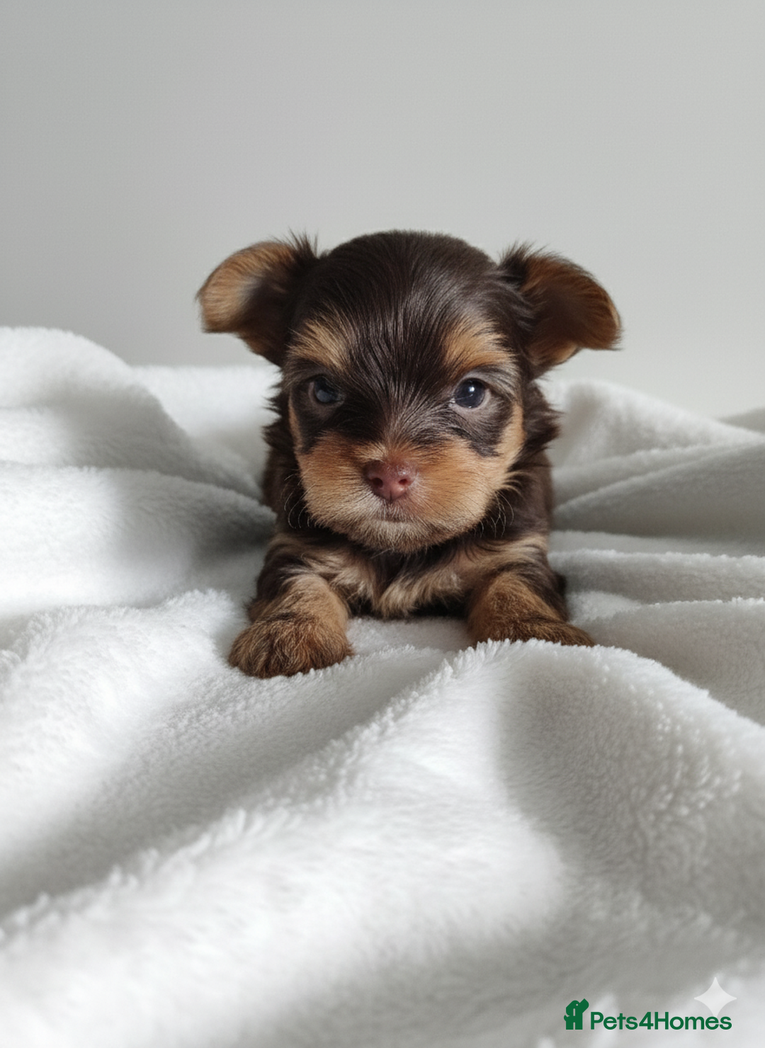 Yorkshire Terrier dogs for sale: Outstanding RARE Yorkshire terrier chocolate  - Image 1