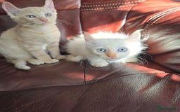 Mixed Breed cats for sale: Two ginger boys and one Flame point - Image 2
