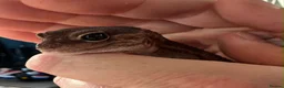 Gecko reptiles for sale: Oreo  female african fat tail - Advert 9