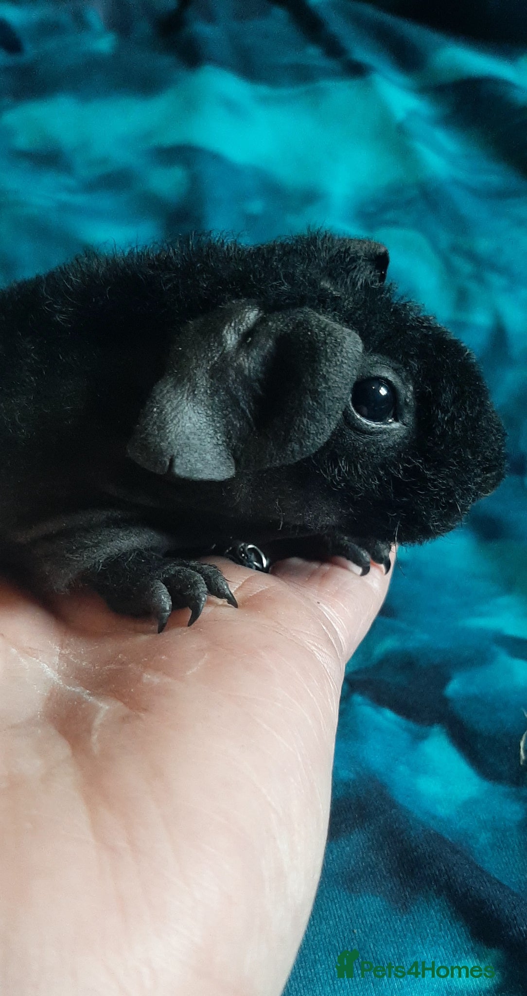 Guinea Pig rodents for sale: Skinny pigs and guinea pig babies - Advert 1