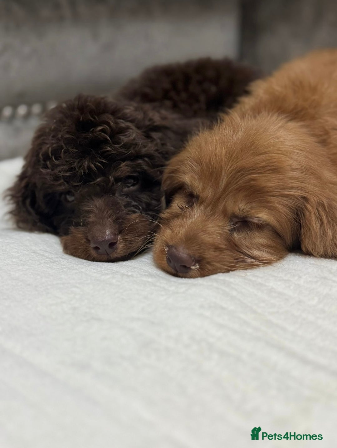 Cavapoo dogs for sale: 2 boys left looking for there forever homes - Image 7