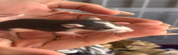 Rat rodents for sale: Baby rats for sale!  - Advert 11