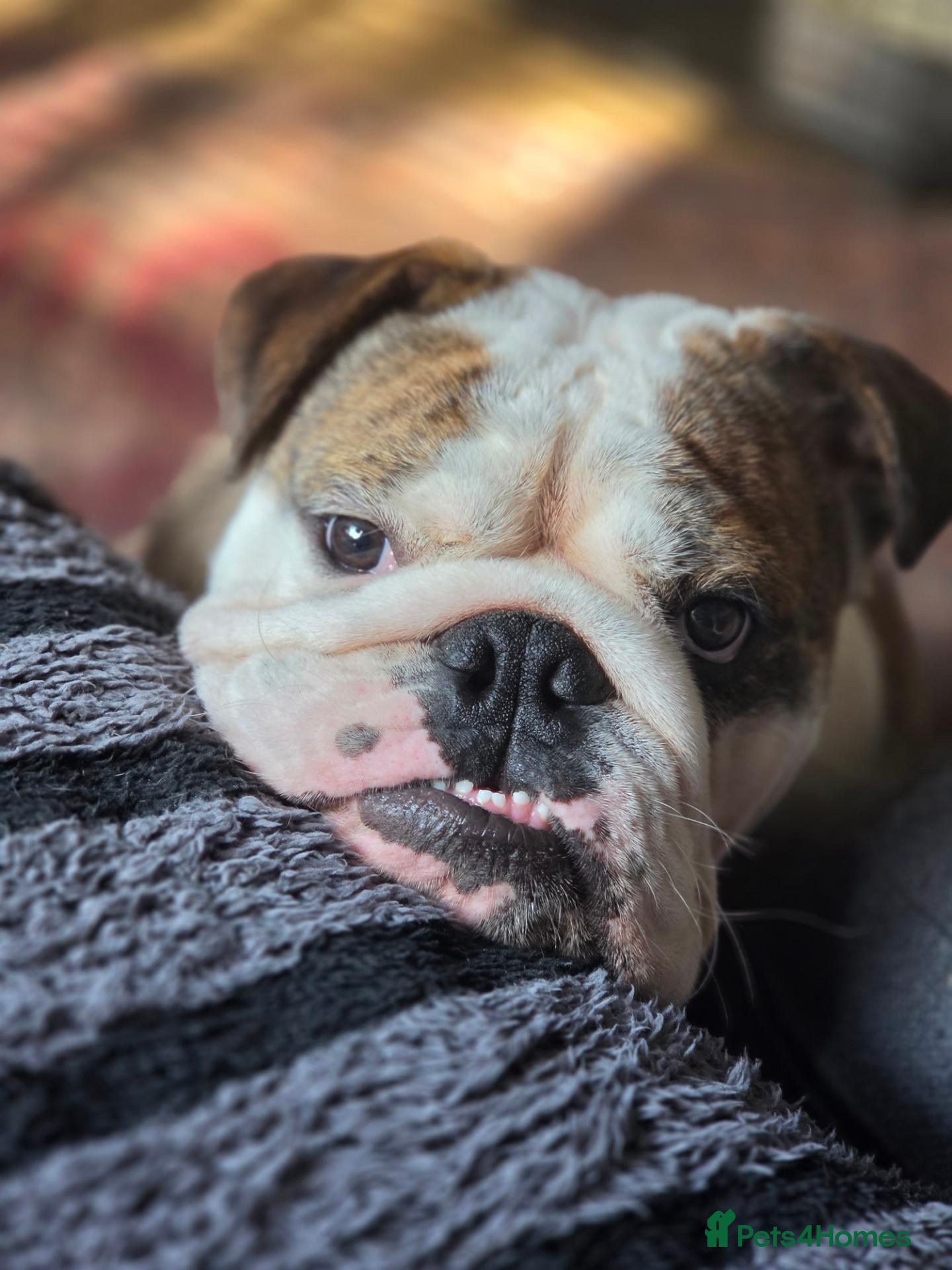 English Bulldog dogs for sale: Richard  - Advert 7