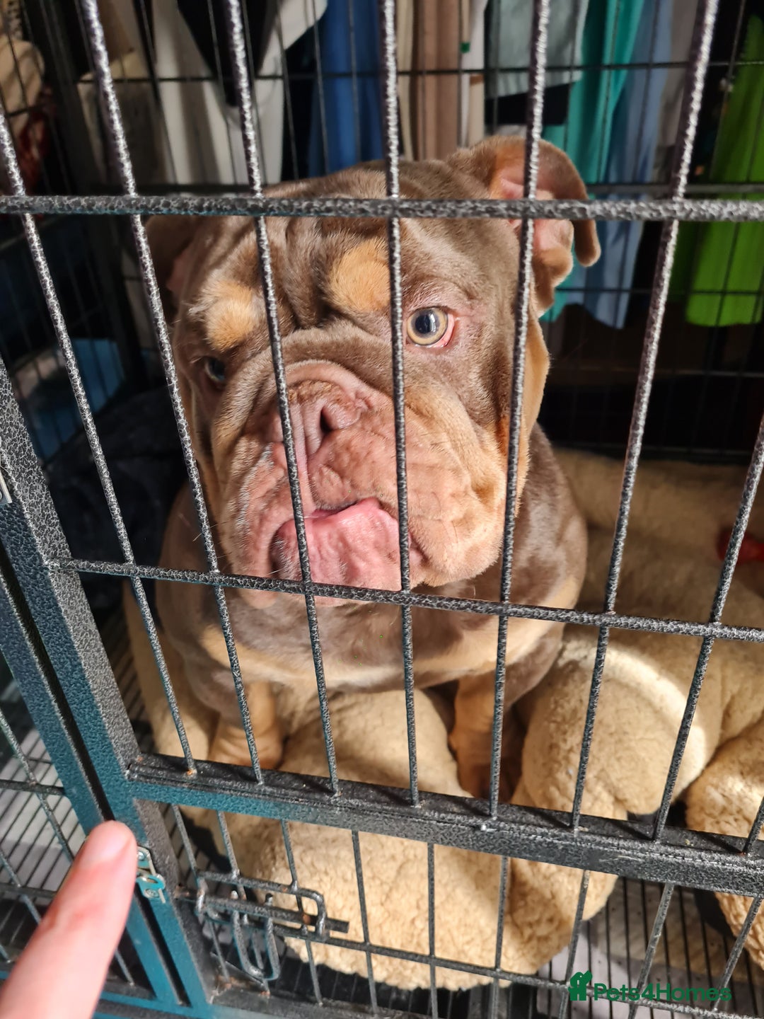 English Bulldog dogs for sale: GHOST - English bulldog  - Image 12