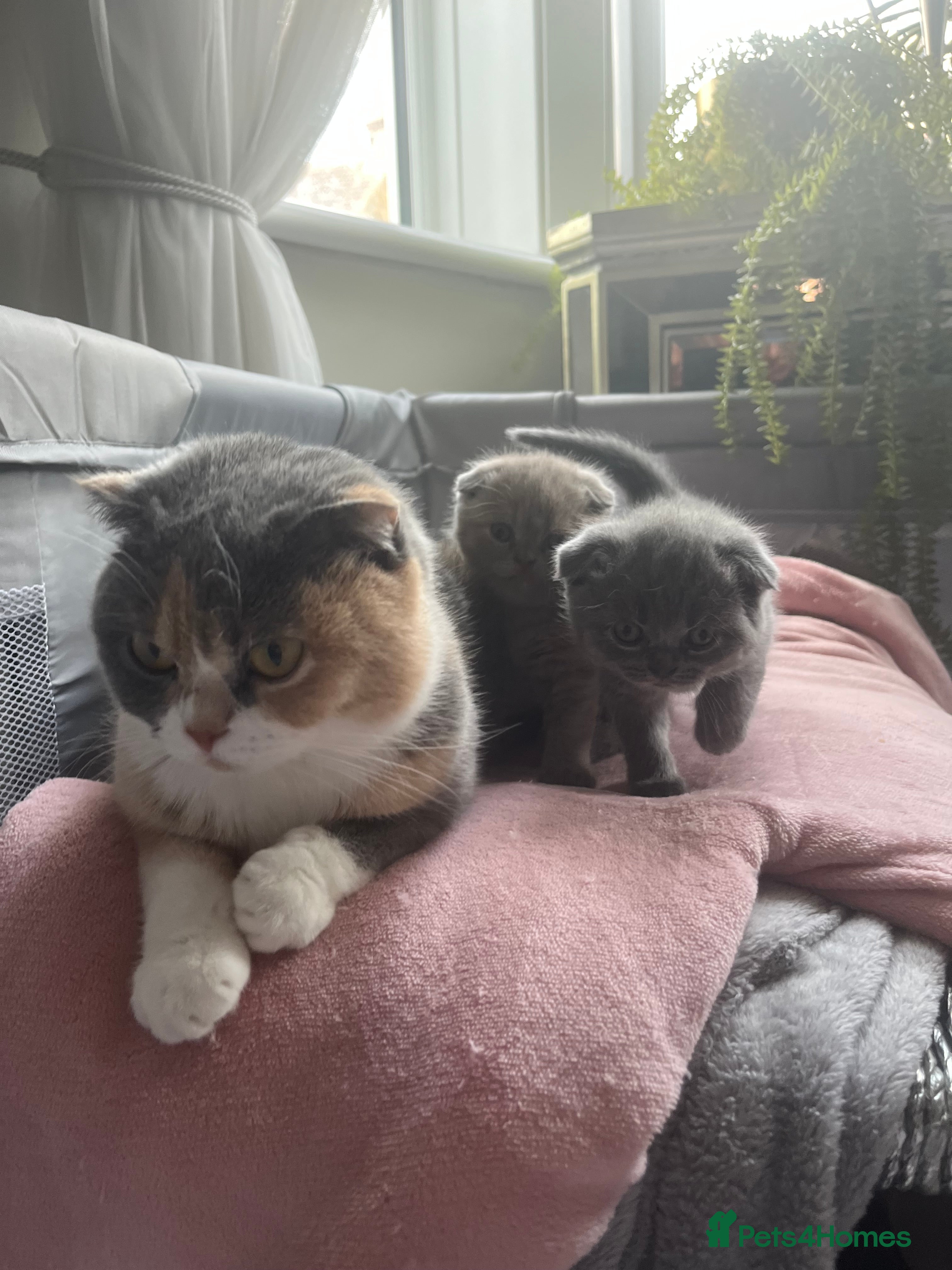 Scottish Fold cats Super Cute Scottish Fold Kittens Available  - Advert 2