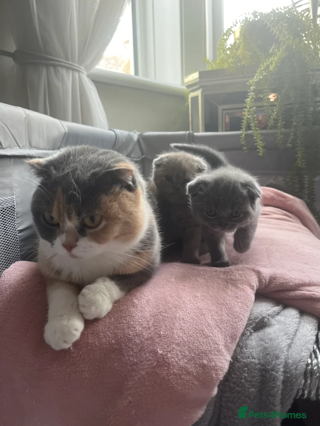 Scottish Fold cats for sale: Super Cute Scottish Fold Kittens Available  in Ramsgate - Advert 2