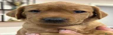 Labrador Retriever 4