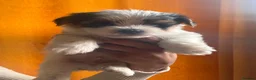 Biewer Terrier dogs for sale: 5 beautiful puppies  - Advert 15