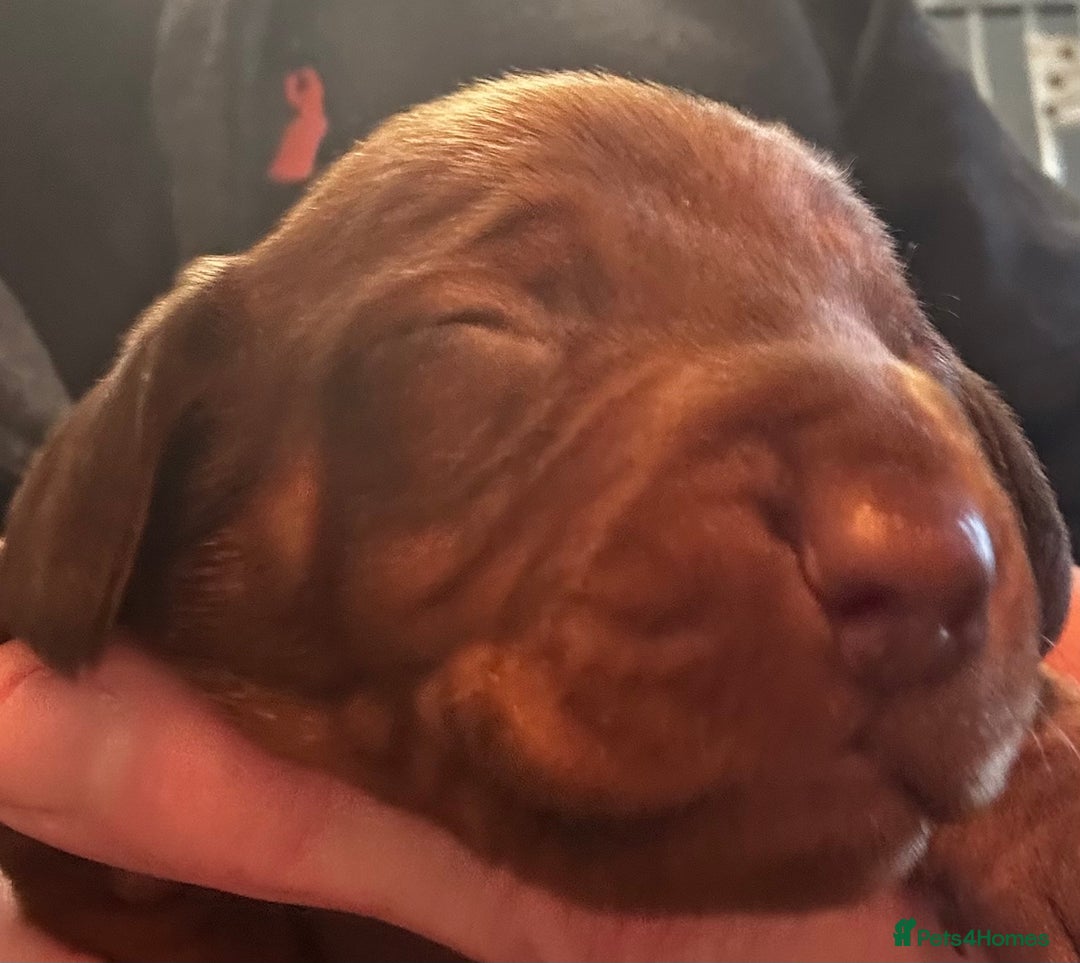Dachshund dogs for sale: STUNNING KC REG STANDARD DACHSHUNDS  - Advert 15