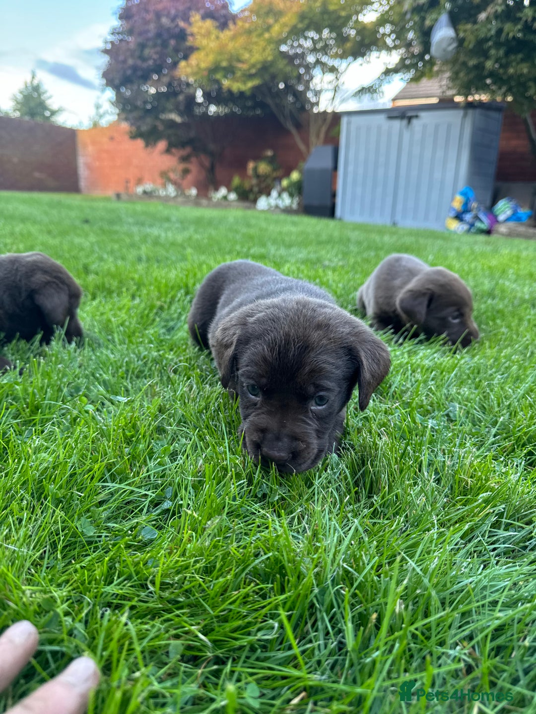 Labrador Retriever dogs for sale: Beautiful kc working type chocolate lab pups  - Image 4
