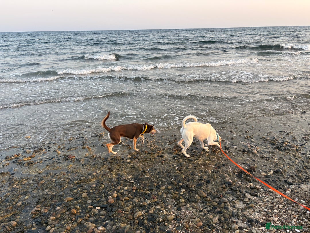 Mixed Breed dogs for sale: Evan and Chance (please read) - Image 8